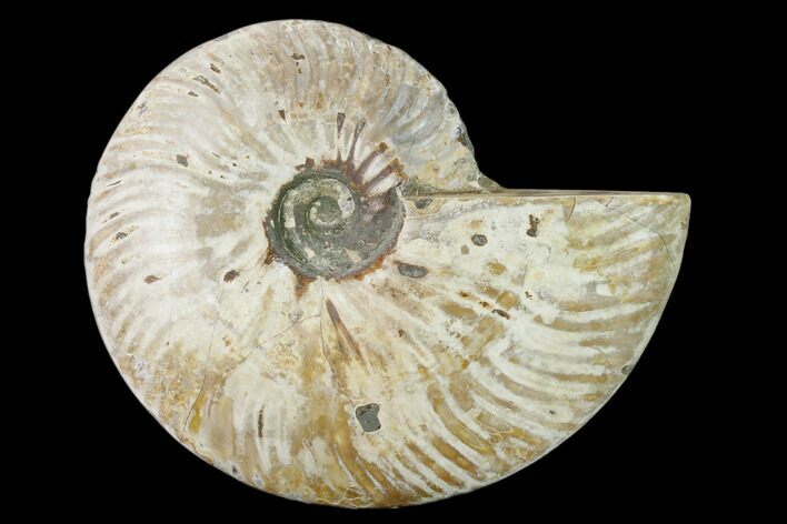 Silver Iridescent Ammonite (Cleoniceras) Fossil - Madagascar #157163